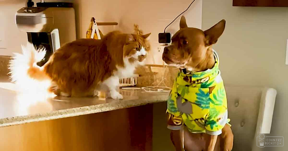 A tabby cat with long orange and white fur stands on a kitchen countertop, while an adult dog wearing a bright yellow Hawaiian-style shirt with green leaf patterns also stands nearby. The setting is indoors in a neutral-colored kitchen with natural light.