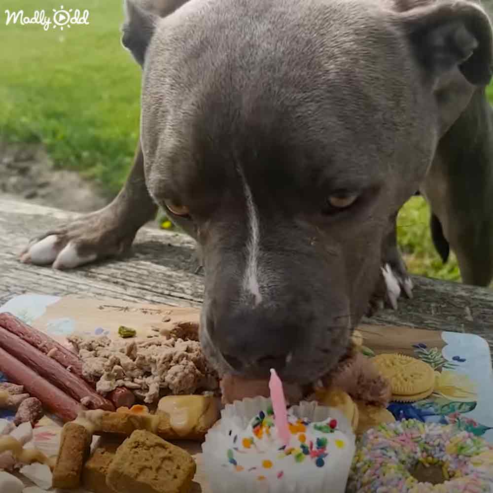 A gray-furred dog in an outdoor setting, surrounded by a wooden table with food items like hot dogs, cookies, biscuits, and dog treats, along with a small cake topped with colorful sprinkles and a pink candle.