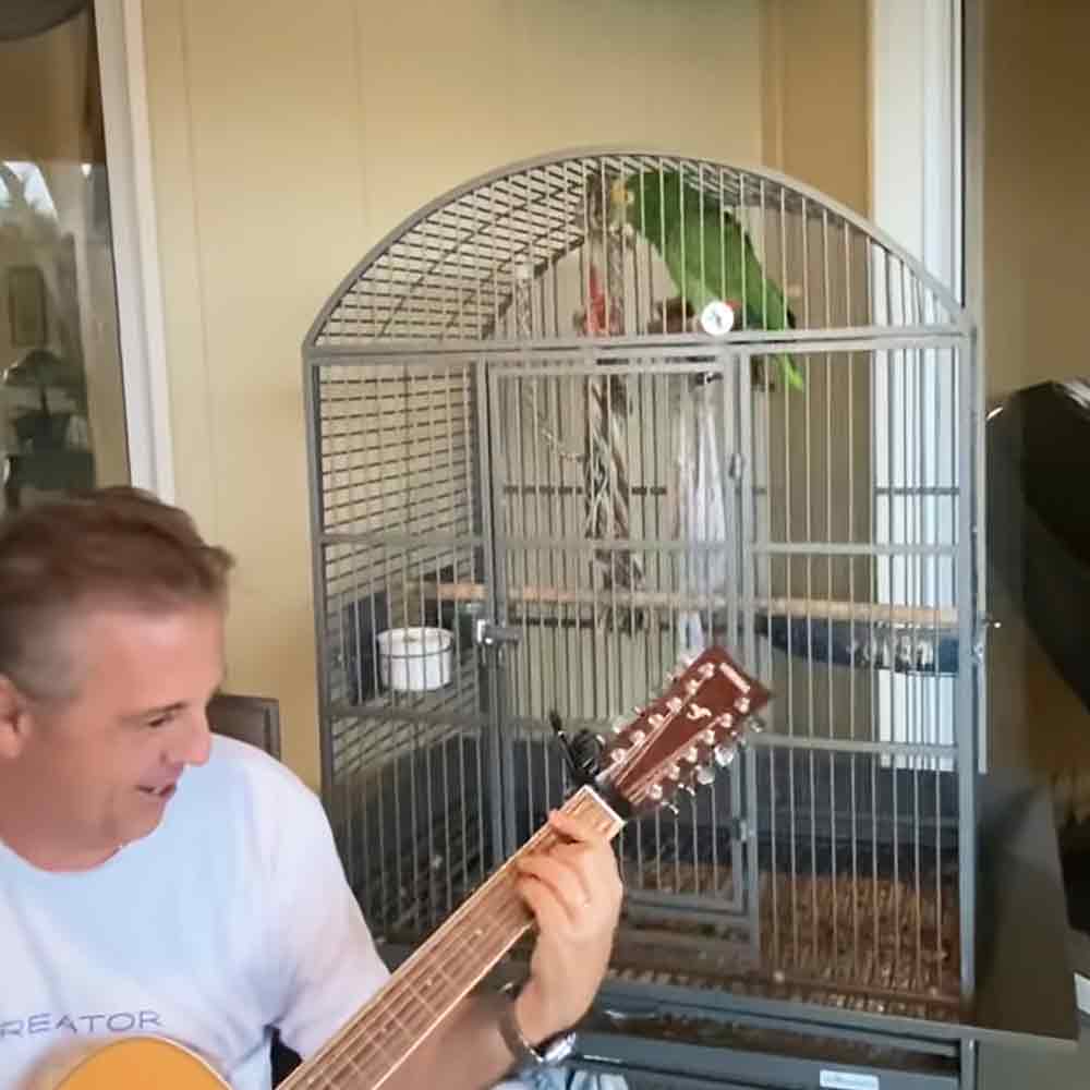 Adult male playing guitar with a green parrot in an indoor home setting, daytime natural light