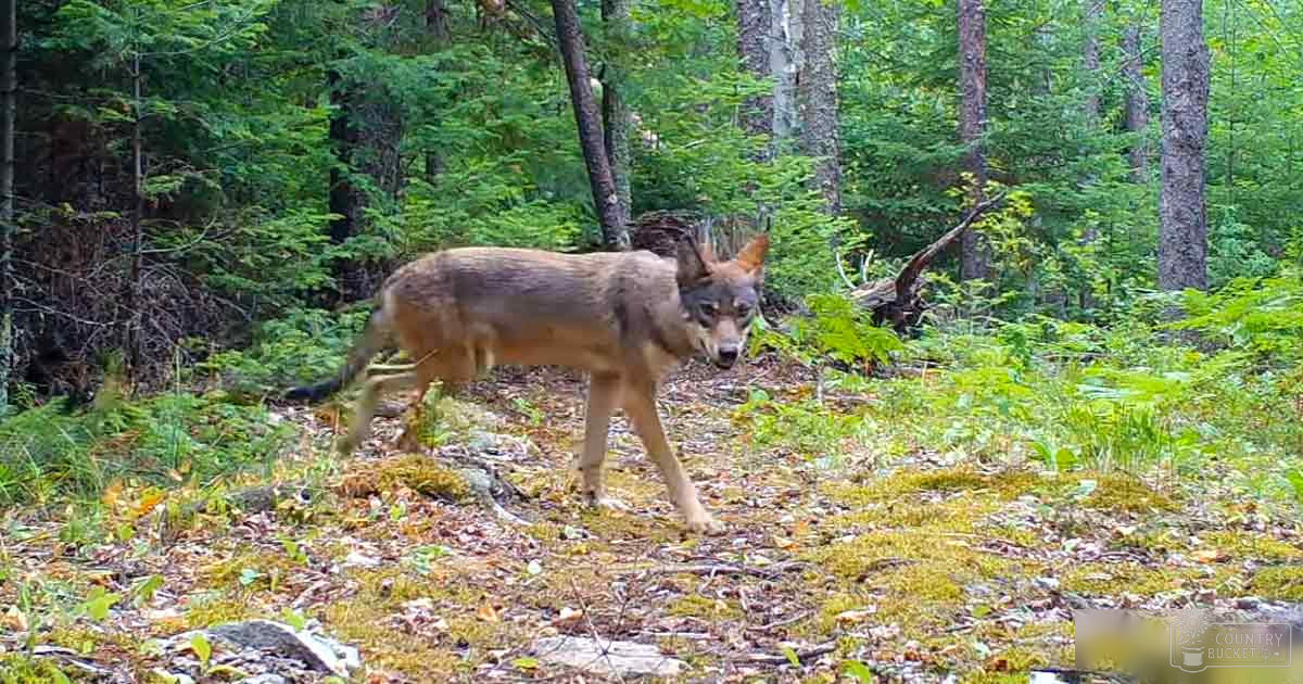 A lone adult wolf with a brown coat and black markings in a lush summer forest during daytime.