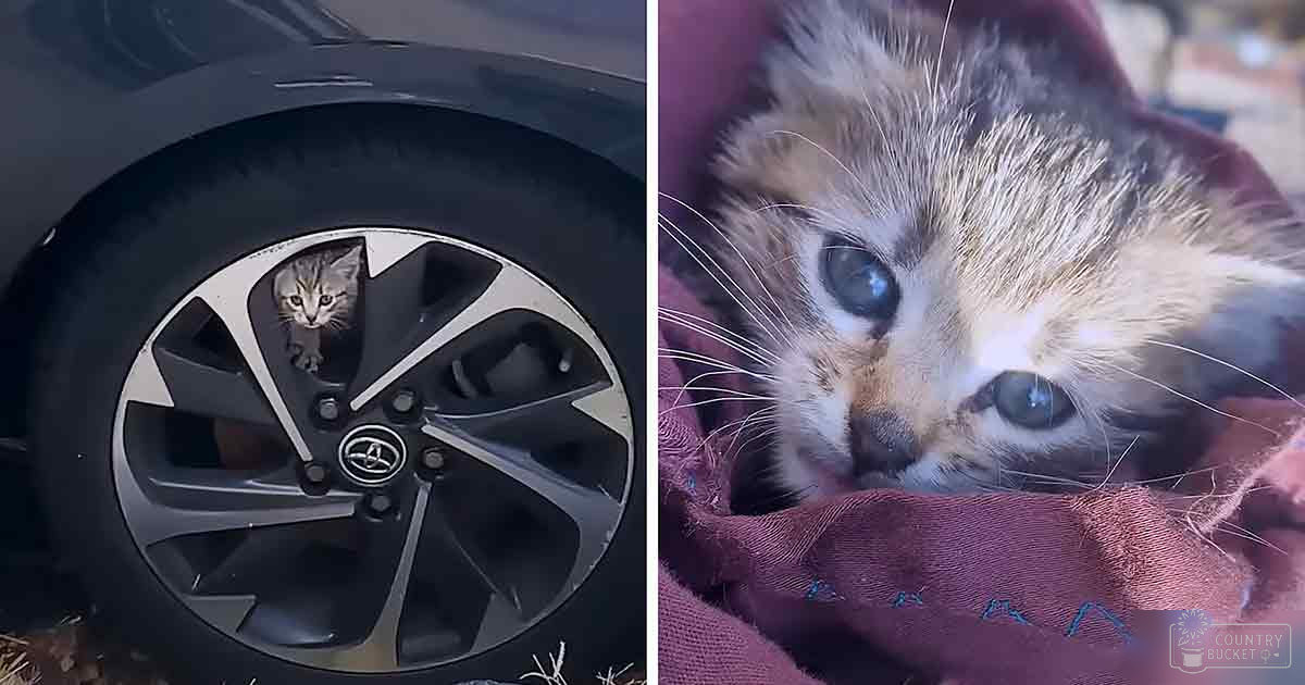 A tabby kitten with blue eyes sits on a purple fabric near a silver car tire with a Toyota logo in an outdoor setting during late afternoon.