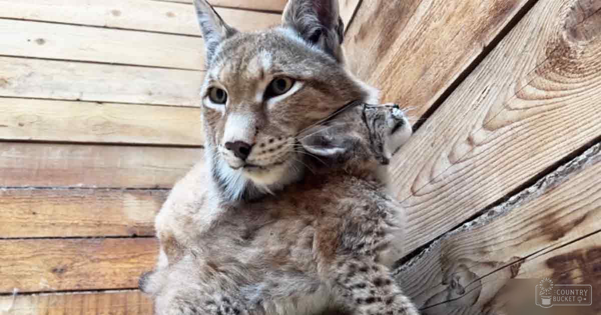 A light brown lynx with dark spots and large ears stands indoors against wooden planks under natural daylight.