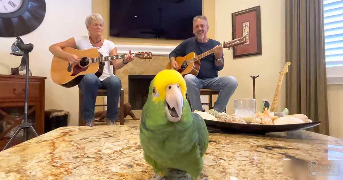 A yellow-headed Amazon parrot in a home setting with two middle-aged individuals observing it; indoor living room, beige walls, white ceiling, brown granite countertop.