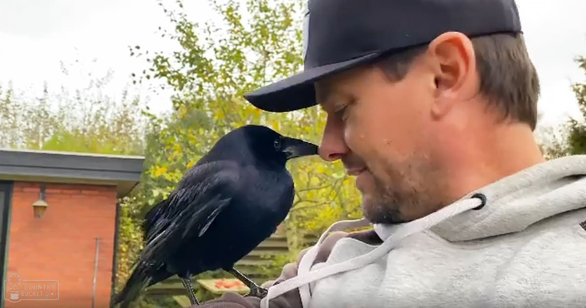 An adult male wearing a dark baseball cap and light gray hoodie interacting with a black common crow in an outdoor spring or summer scene with green foliage, brick buildings, and wooden ground.