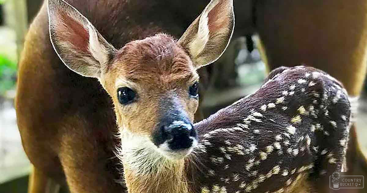 A young, light brown and white spotted deer with large ears and a small black nose stands outdoors in natural daylight. The background includes blurred greenery.