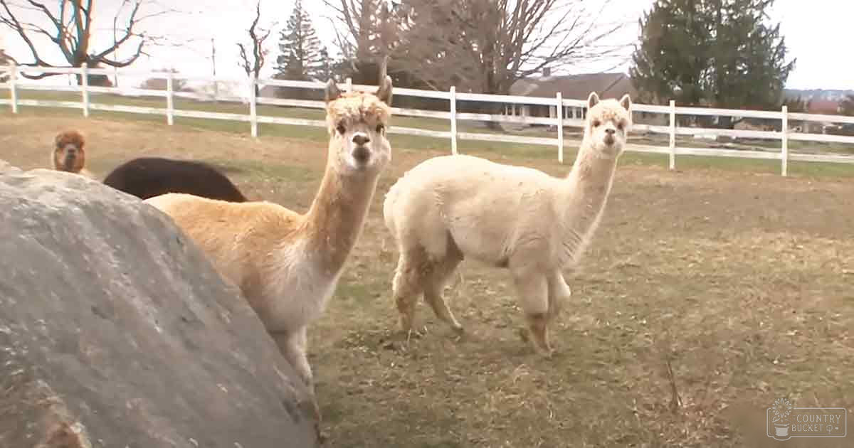 Two adult alpacas with light beige coats and darker markings stand in an outdoor farm setting enclosed by white fencing, with trees and a house visible in the background.