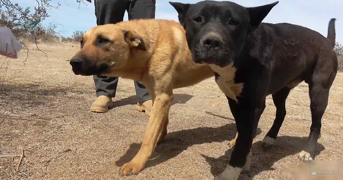 Two adult mixed-breed dogs, tan with a black face and mostly black with some white markings on their legs and chest, in an outdoor setting with dry grass and sparse vegetation under bright daylight.