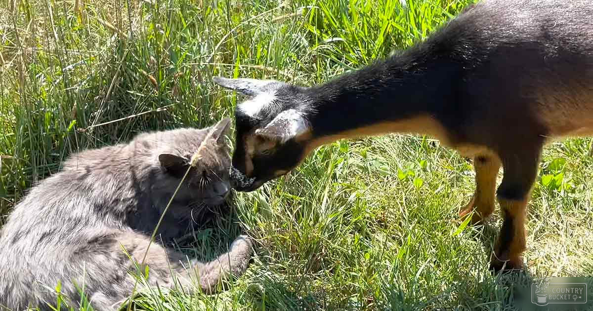 A domestic shorthair cat with gray fur and a pygmy goat with a black and tan coat stand in an outdoor grassy area, likely spring or summer.