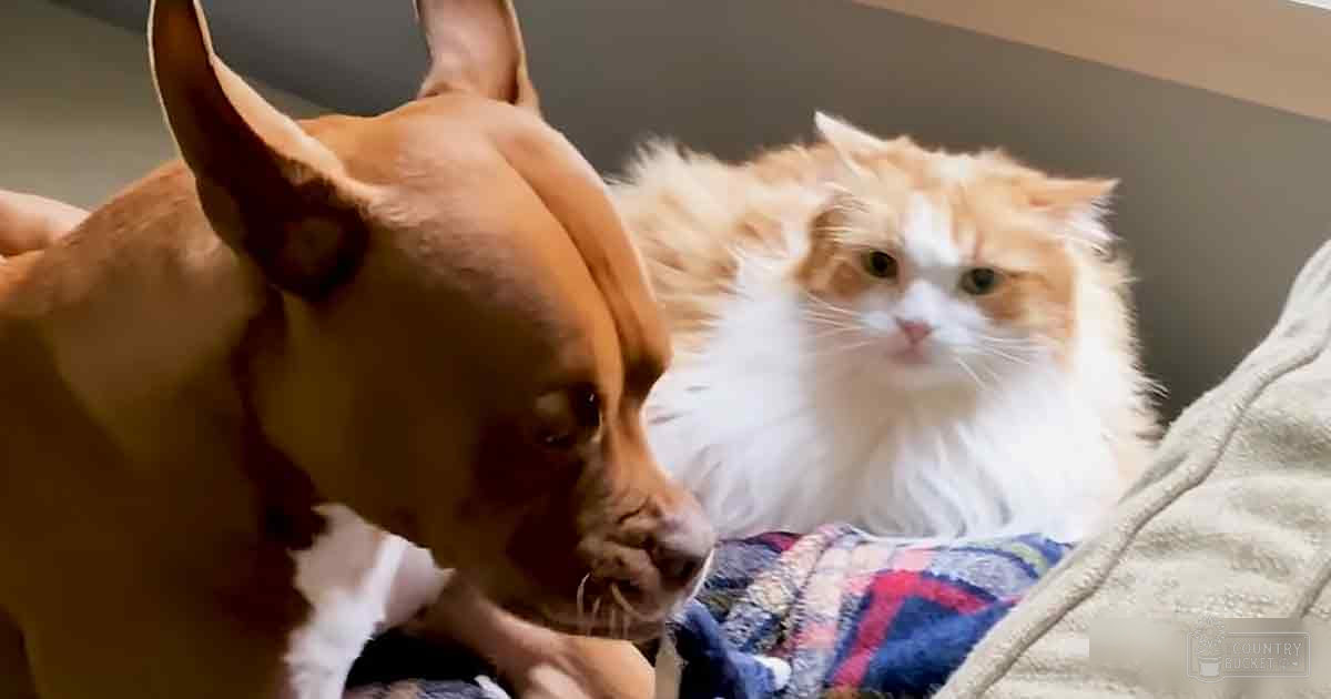Two adult dogs, a Chihuahua with short brown fur and an orange-and-white long-haired cat resting together on a plaid blanket indoors.