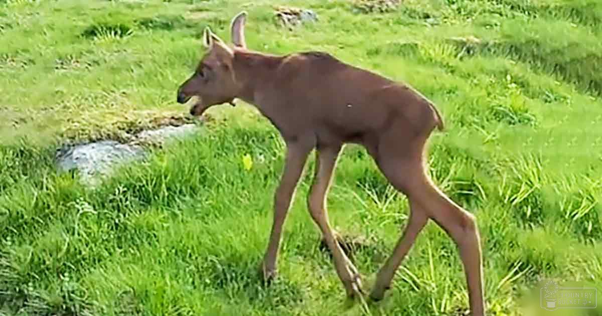 A young deer with light brown fur and small antlers stands in a lush, open grassy field under natural daylight.