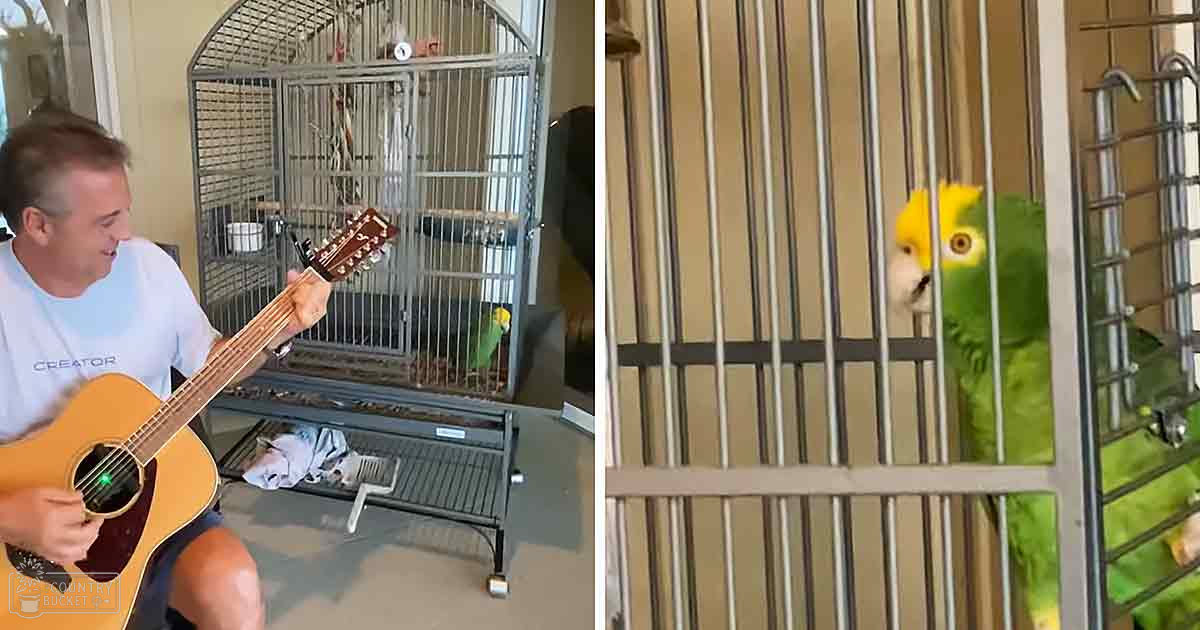 A middle-aged adult male playing a guitar indoors, with a yellow-headed Amazon parrot perched inside its large bird cage. The setting appears to be a home environment during daylight.