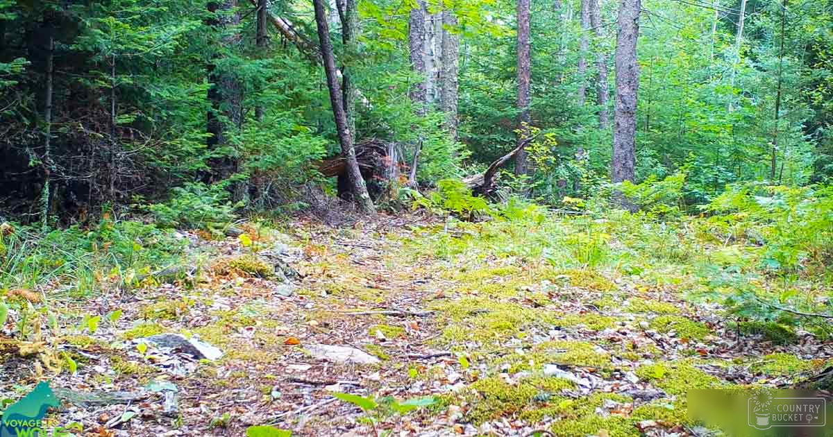 A temperate woodland area with green foliage and fallen leaves on a bright day in late spring or summer.