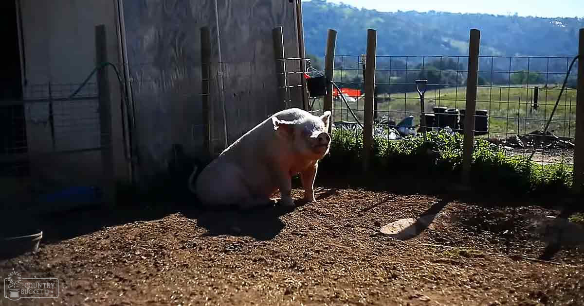 An adult pig with predominantly white coat and pinkish hues around face and ears stands in an outdoor farm setting with a wooden fence and gardening tools, surrounded by greenery and hills under daytime light.