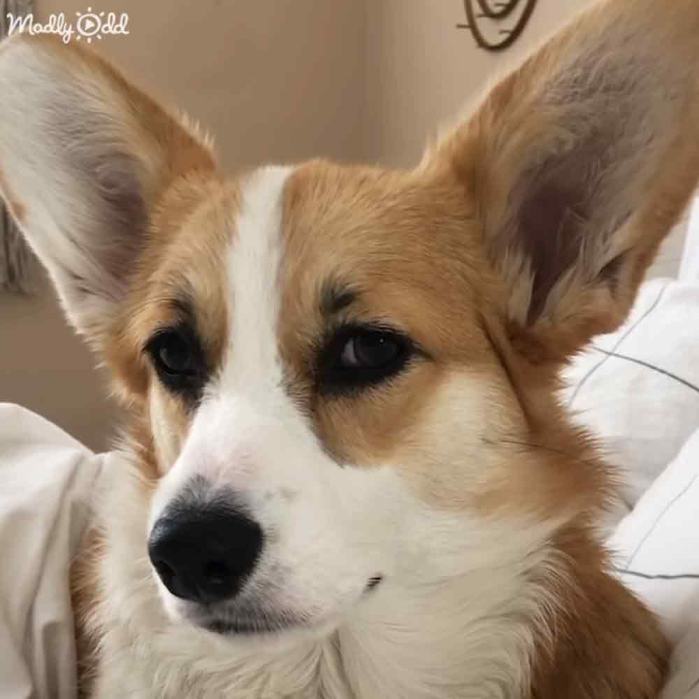 A young Corgi with light brown fur and white markings indoors on neutral lighting.