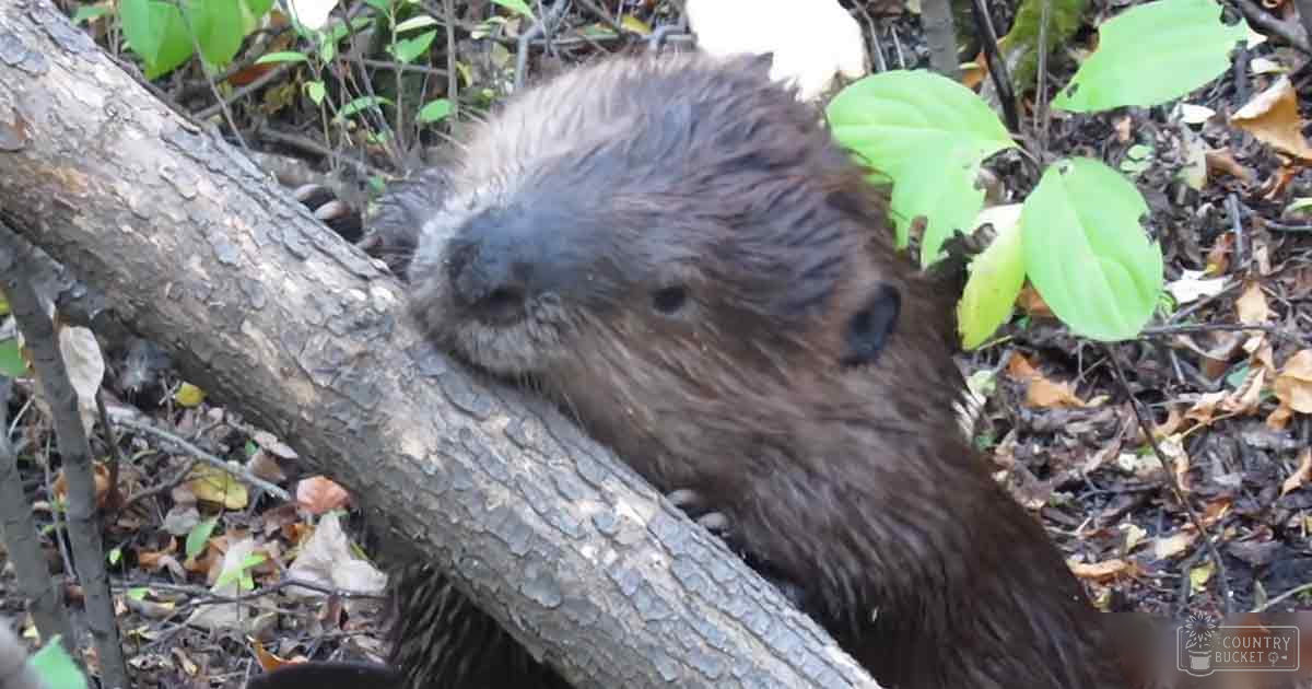 A beaver with brown fur in a forest setting, autumn foliage visible on ground