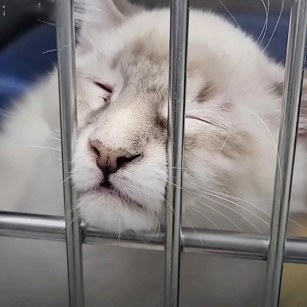 A white Persian cat with greyish markings sits indoors against a dark blue backdrop, possibly at night. The metallic cage behind it suggests an indoor setting.