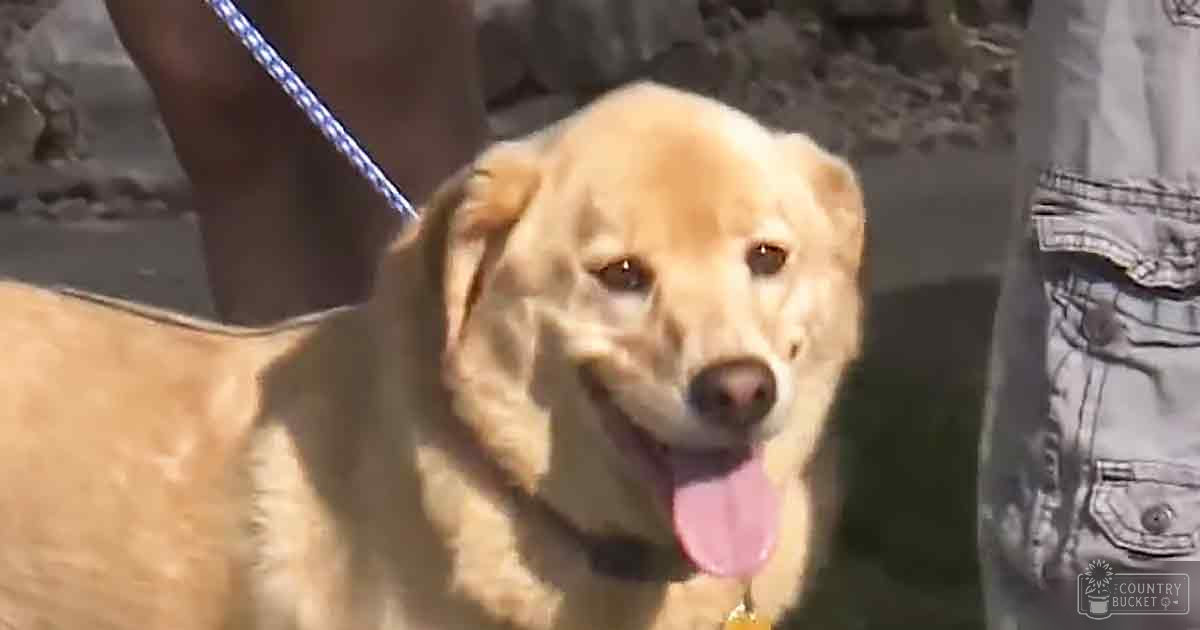 A happy golden retriever with light golden and brown fur, partially seen outdoors on a bright day.