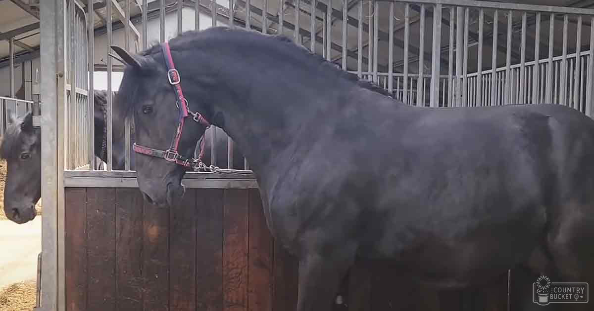 A dark-colored adult horse with a red halter stands in an indoor stable setting with natural light filtering through windows.