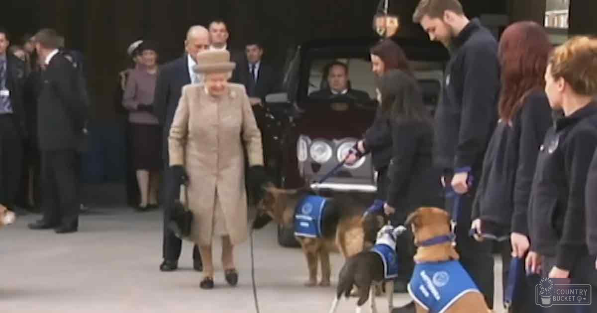 A public event in London with Queen Elizabeth II, a group of adults, multiple brown dogs wearing blue harnesses, and a black vehicle. The setting suggests an outdoor gathering during autumn or spring.