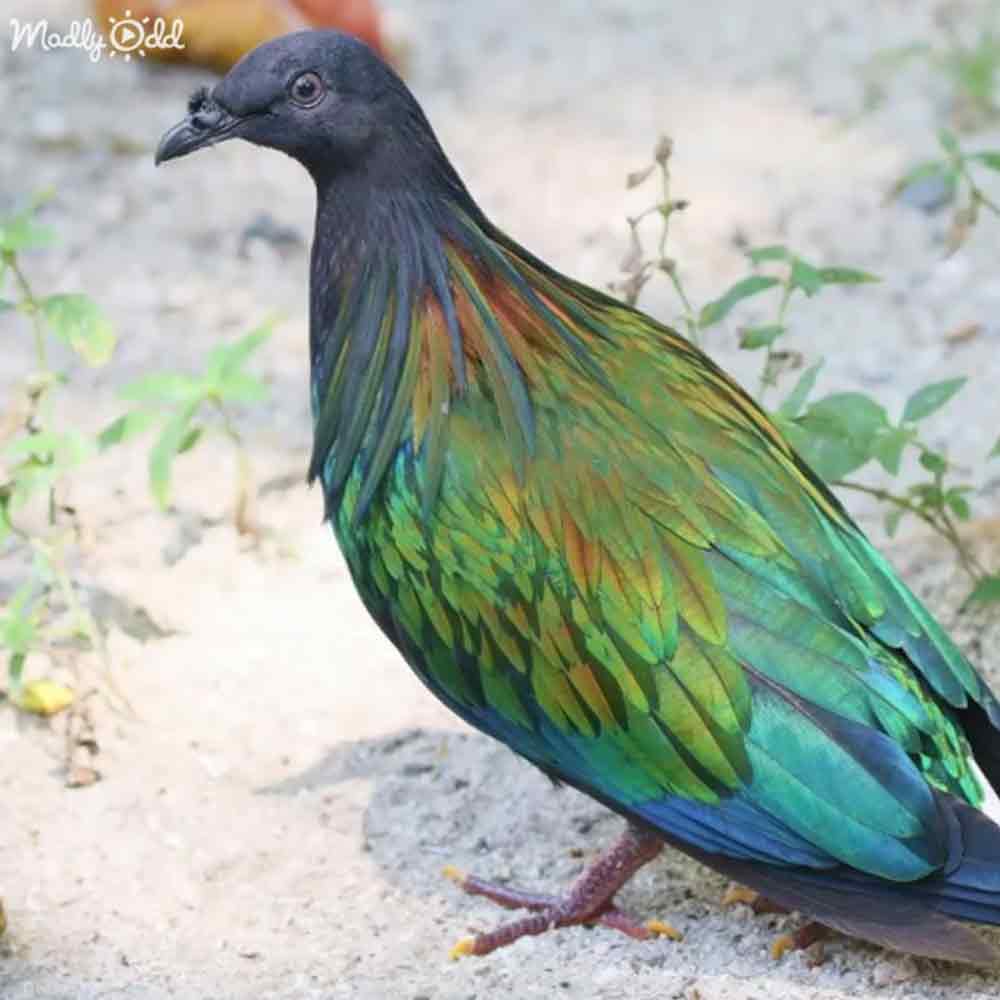 A Nicobar pigeon with vibrant green plumage and iridescent blue-green wings stands amidst sandy ground and small green plants in an outdoor setting, bathed in soft daylight.