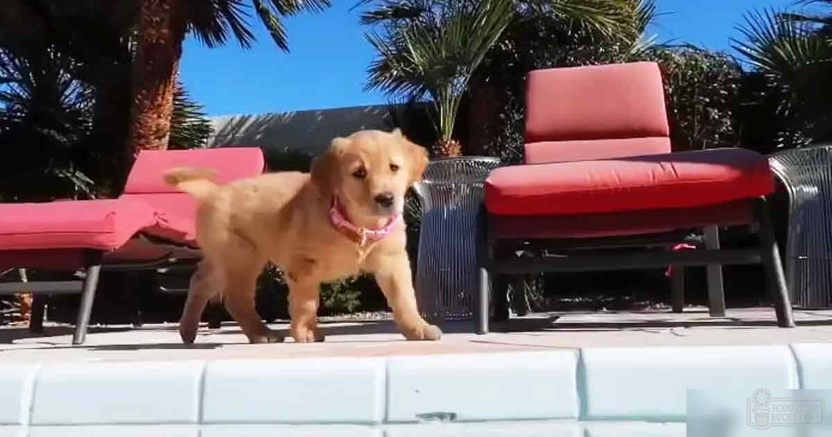 A golden retriever puppy with a pink collar, sitting amidst red cushioned chairs in an outdoor patio area surrounded by lush greenery and palm trees under clear daytime skies.