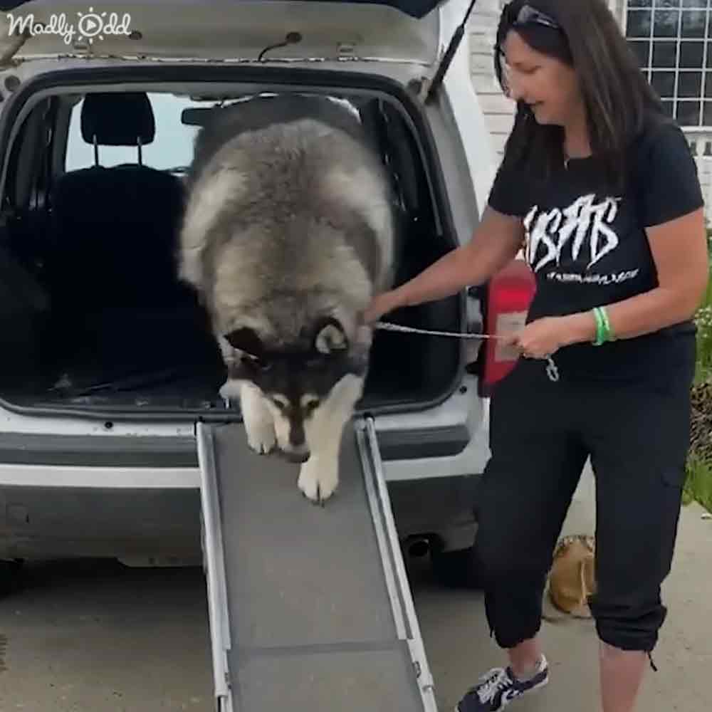An adult male singer in a black t-shirt with white text, dark capri pants, and black-and-white sneakers, helping an adult husky into a vehicle using a ramp outdoors near a house.