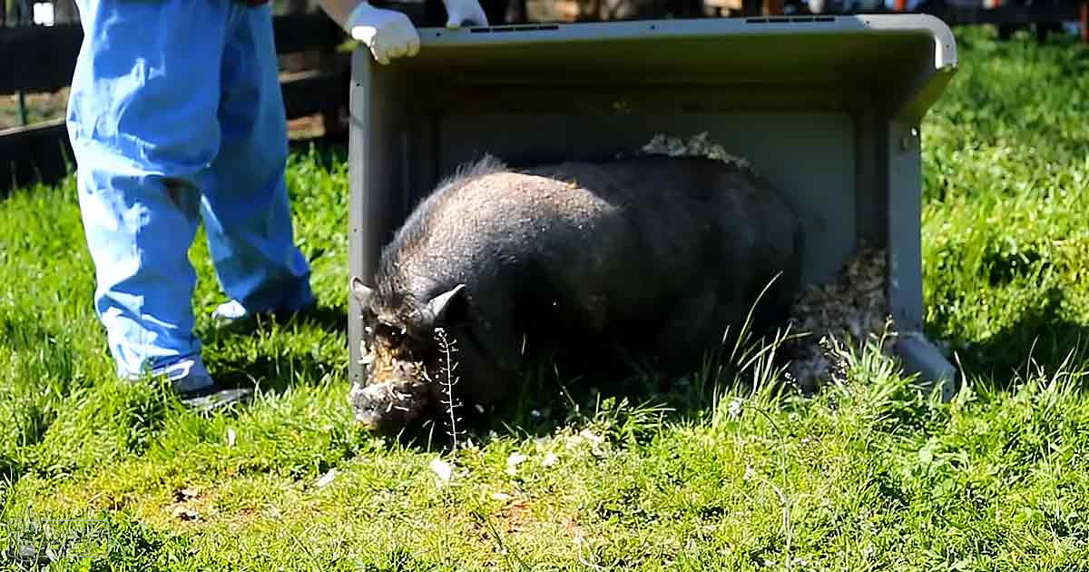 A juvenile domestic pig in blue coveralls and black shoes on a grassy outdoor setting with bright sunlight, likely spring or summer.