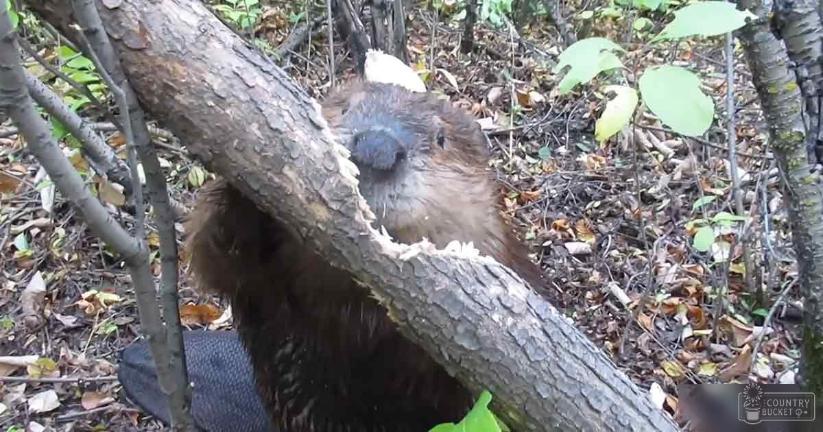A beaver with a bushy tail actively chewing on a tree branch in an autumn forest setting, with brown fur and robust body amidst fallen leaves under natural sunlight.
