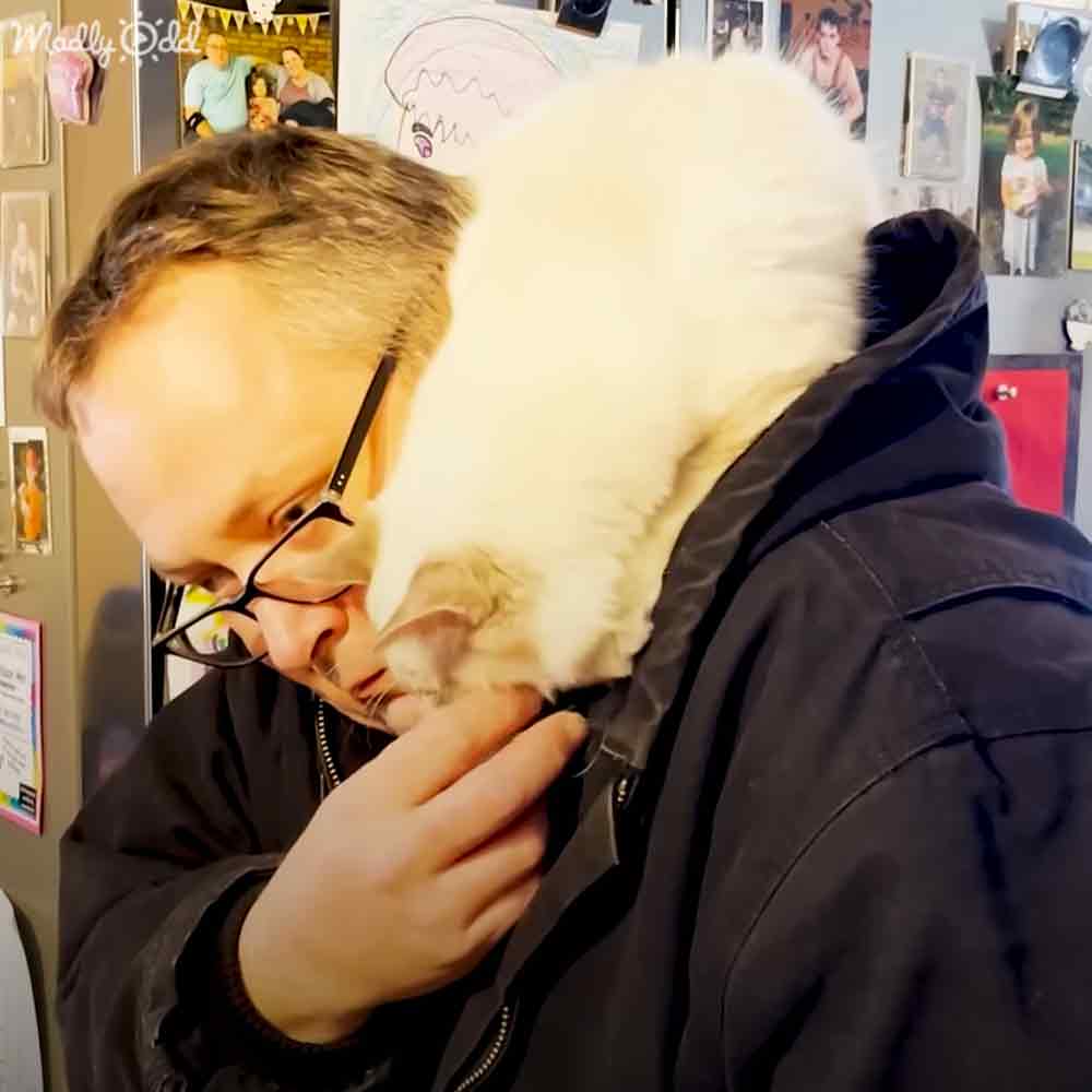 An adult male holding a long-haired cat with white fur and light brown markings indoors, surrounded by personal decor.