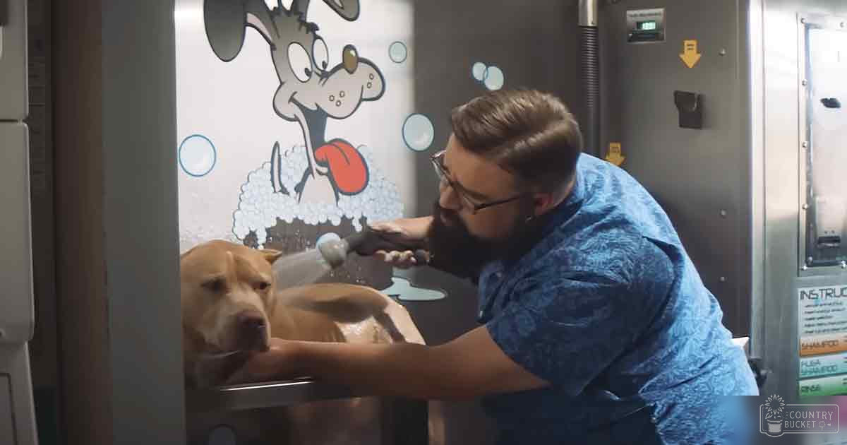 Adult male washing a pit bull or pit-bull mix in an automatic pet wash station with light brown fur, some darker areas indicating brindle pattern.