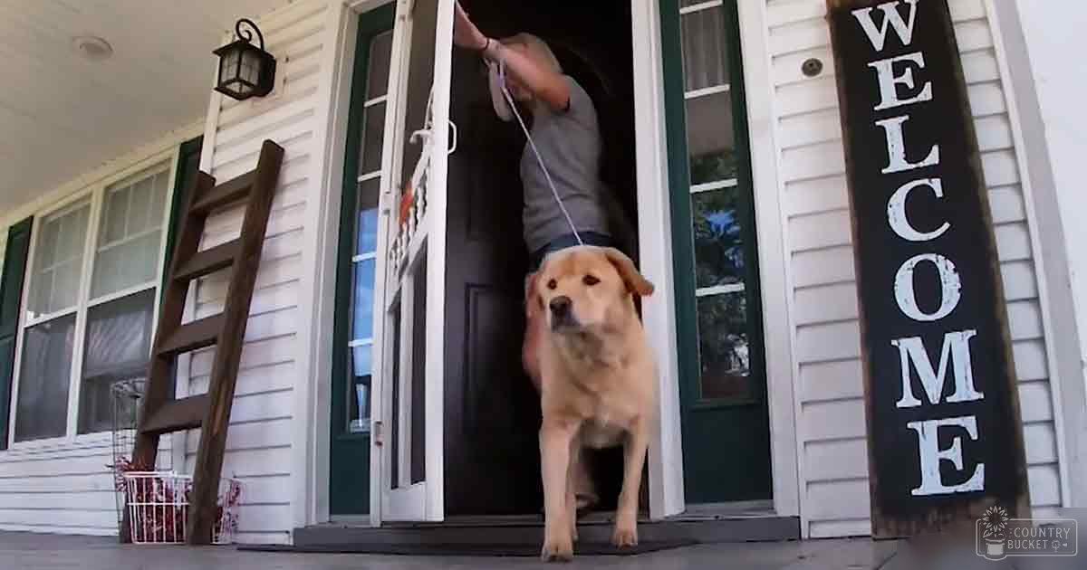A golden retriever being led out of a residential home by an adult male in gray t-shirt and dark shorts, with a rustic wooden ladder and welcome sign visible.