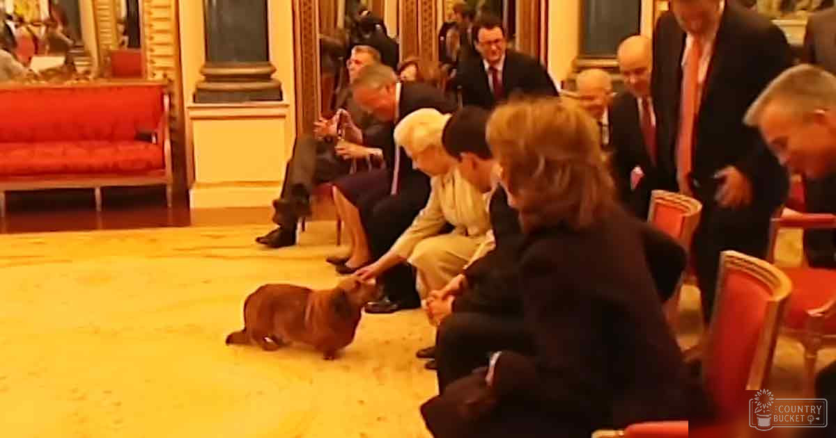 A small brown corgi in an indoor setting with red upholstered furniture.