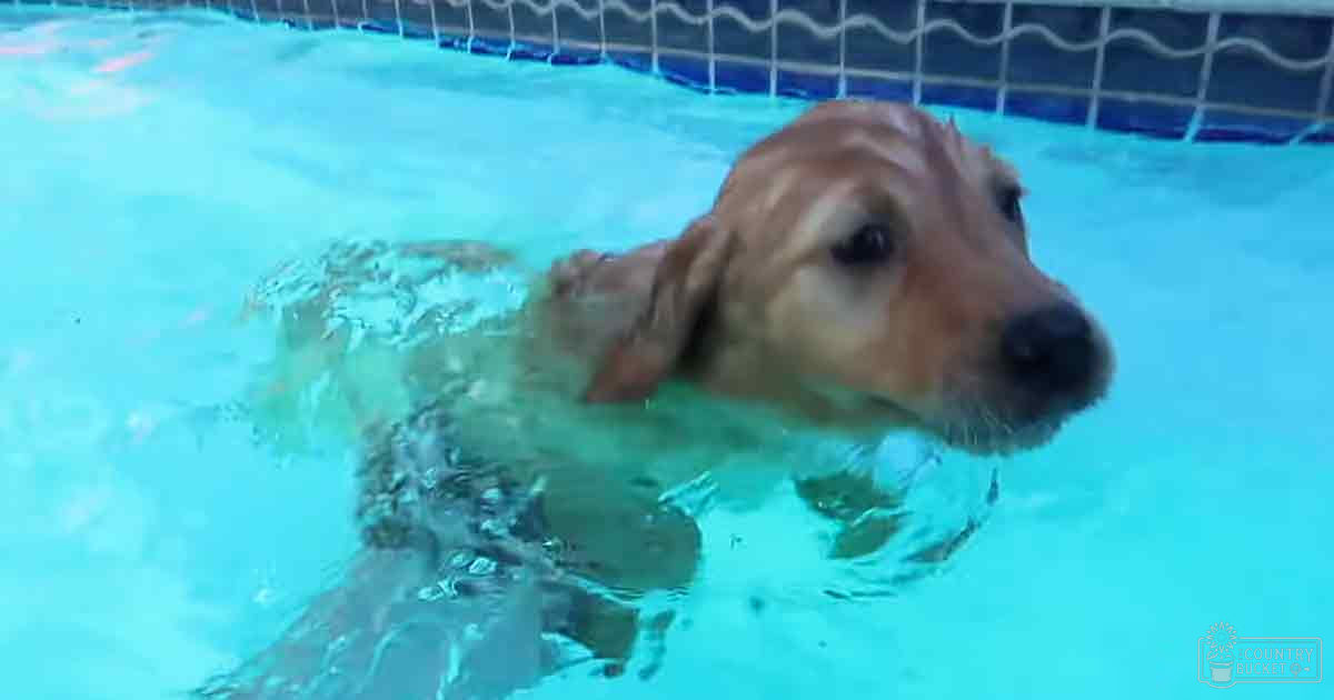 A golden retriever puppy swims playfully in a bright, outdoor pool during what appears to be spring or summer.