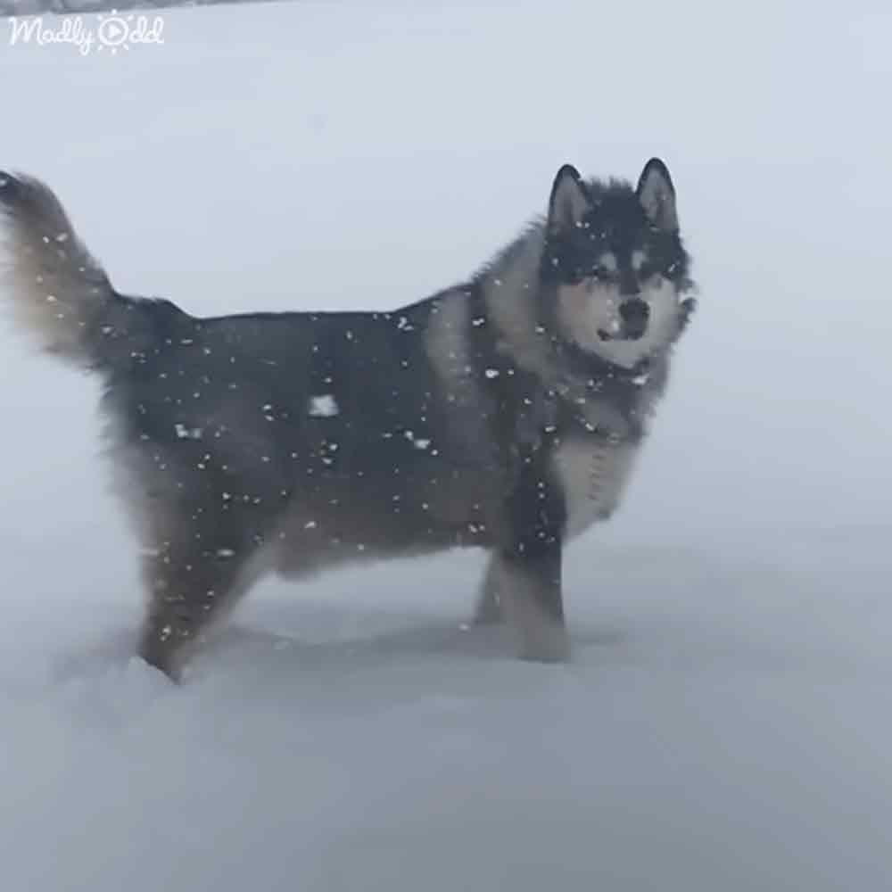 A husky dog in a snowy outdoor winter scene, wearing black and white markings under an overcast sky with snow on the ground