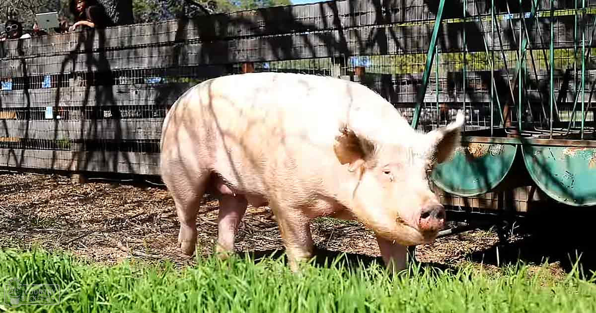 A Berkshire pig in a fenced outdoor rural setting with green feeding trough, spring or summer foliage, and sunlight. A child in dark patterned clothing and an adult wearing darker clothing are partially visible.