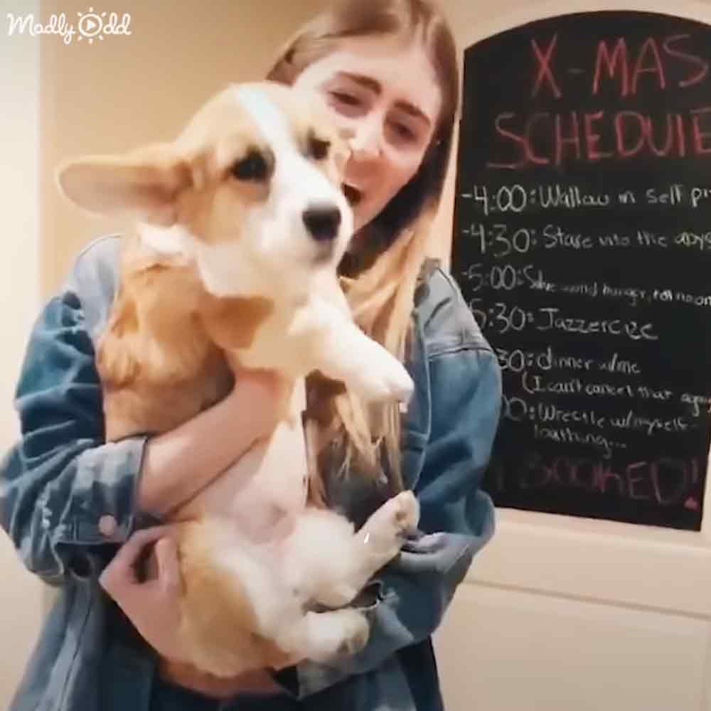 A young adult female holds a Corgi puppy in front of a chalkboard with an X-MAS SCHEDULE written on it. The setting is indoors, and the season appears to be Christmas.