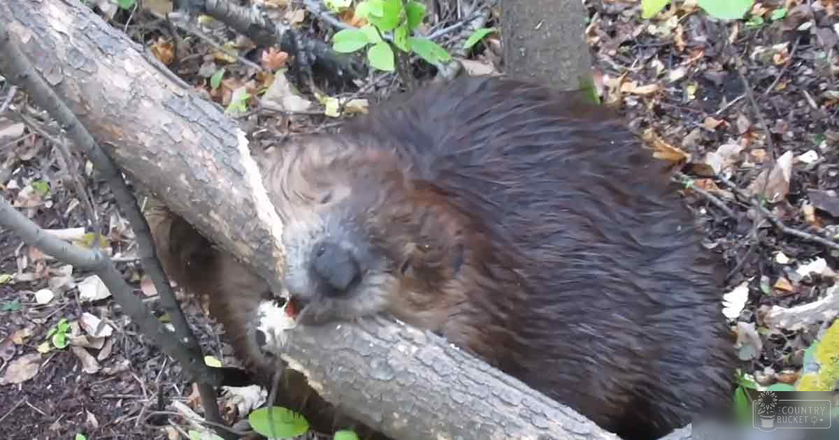 A beaver with brown fur stands amidst forest foliage, surrounded by fallen leaves and earthy tones under natural daylight.