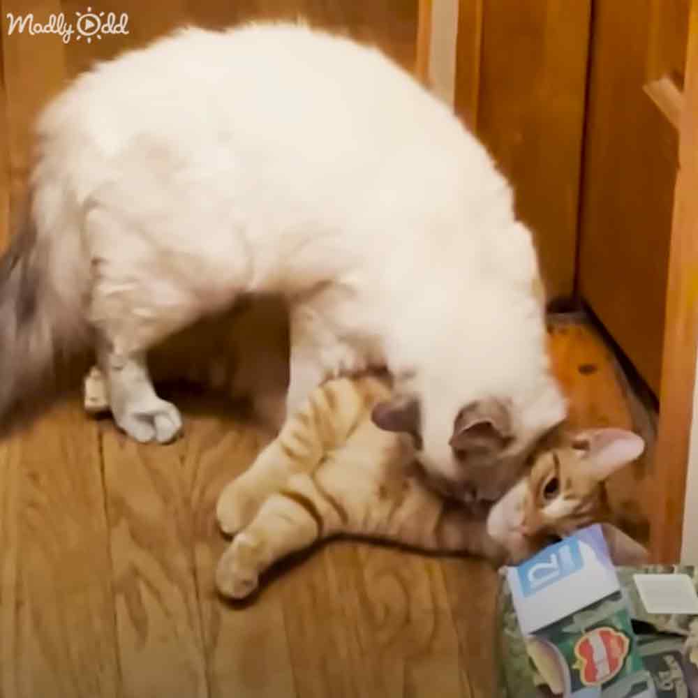 A white cat and an orange tabby kitten rest together indoors on a wooden floor with a cardboard box nearby.