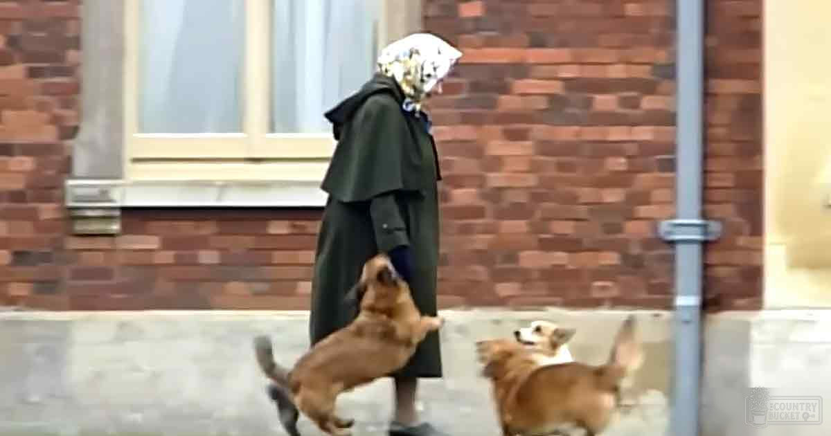 An adult female in a long dark green coat with two Corgis on an overcast urban street, likely autumn or winter.