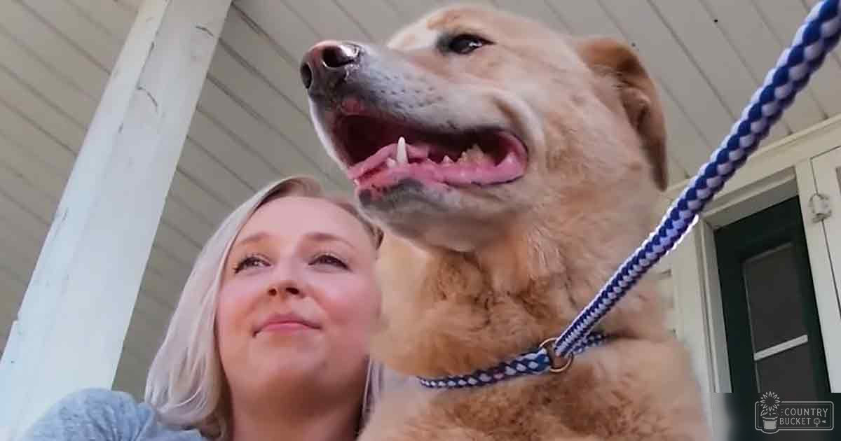 A golden retriever or similar breed dog with light brown coat, darker patches around eyes and ears; outside near a house on what appears to be late morning or early afternoon.