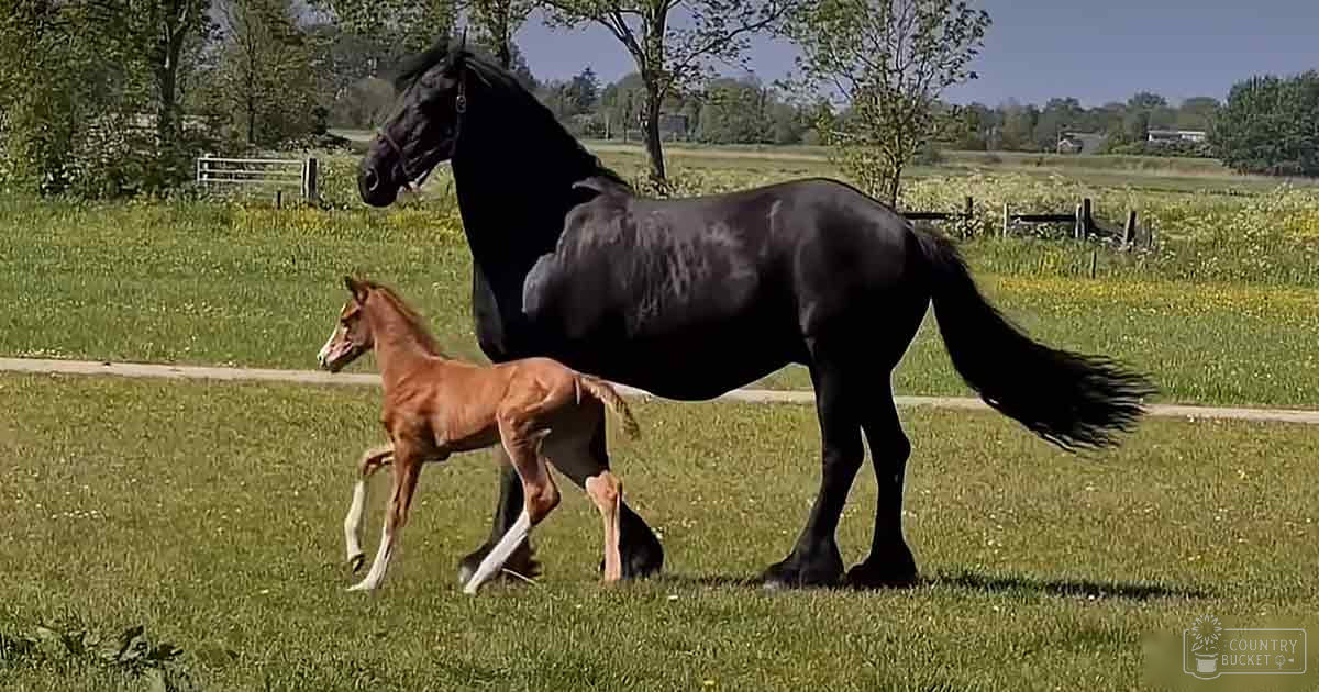 A large black horse with a smaller brown and white foal in an open grassy field bordered by wooden fences under clear skies during spring or summer.