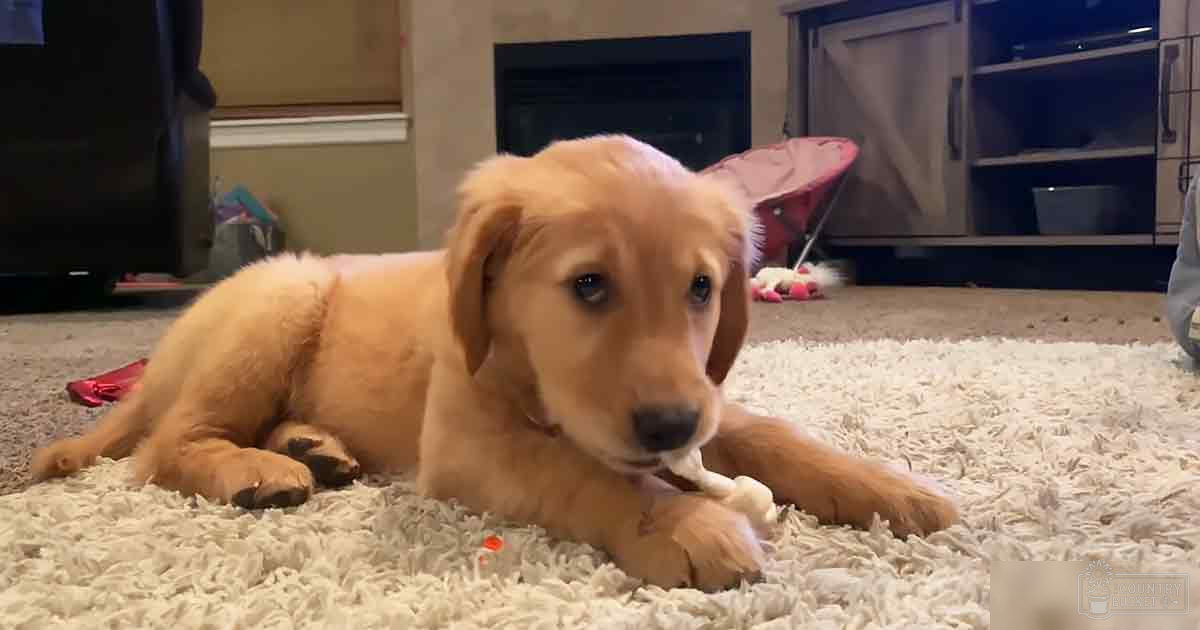 A golden retriever puppy with light brown fur rests on a white shaggy rug in an indoor living room setting.