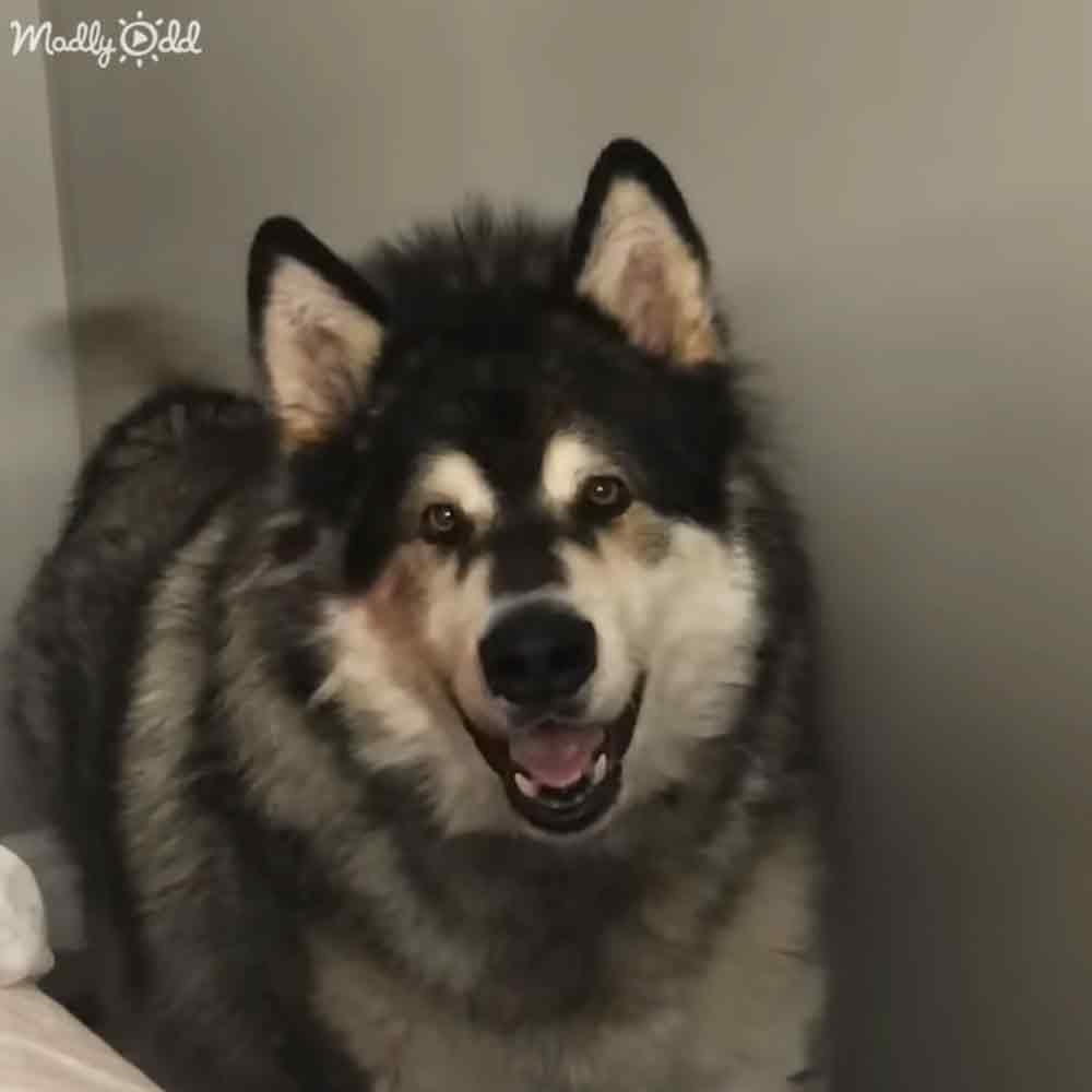 An Alaskan Malamute with black and white fur stands indoors against a plain neutral background.