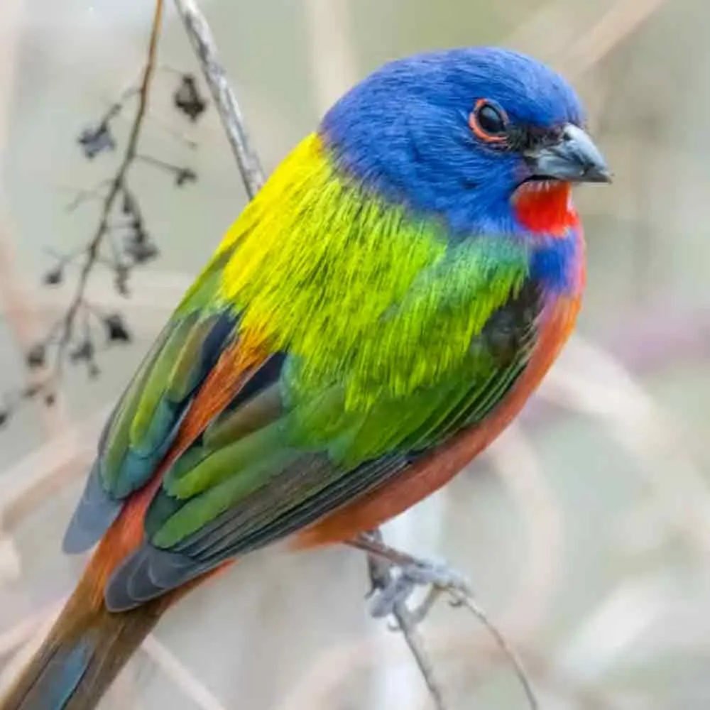 A Painted Bunting (Passerina ciris) with vibrant blue head, green wings, yellow back, red chest, orange tail feathers, outdoors in a blurred natural setting.