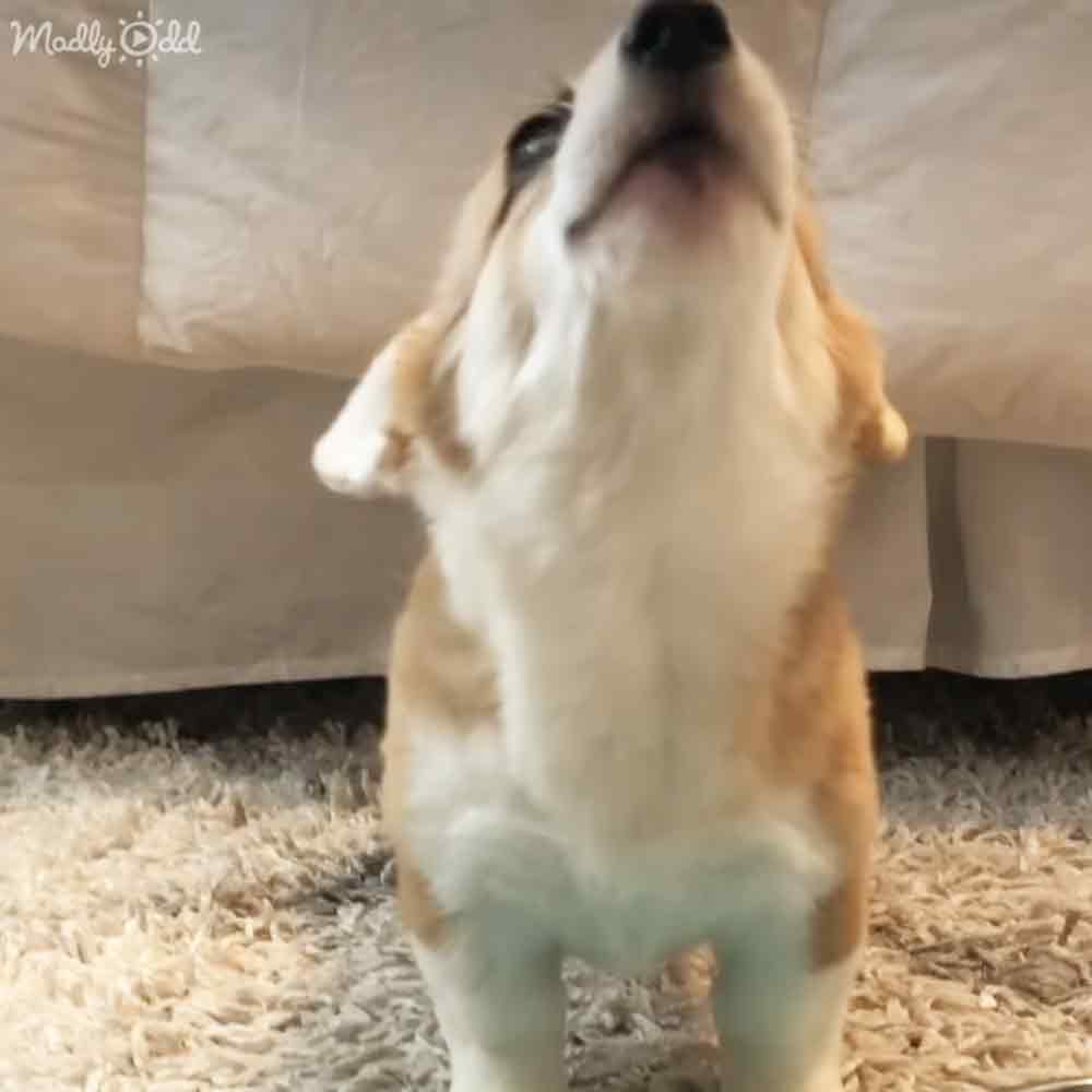 A well-groomed adult Corgi with light brown and white fur indoors on neutral bedding.