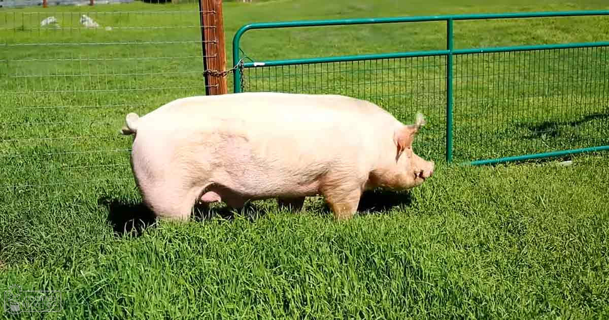 An adult-sized pig with pinkish skin in a lush outdoor enclosure during spring or summer.
