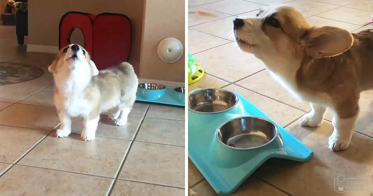 A corgi puppy with light brown and white fur in an indoor setting near stainless steel bowls on a pet feeder.