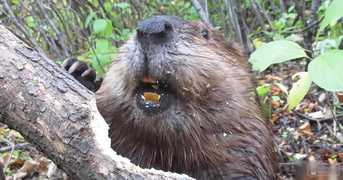 A close-up view of a brown-furred beaver in a forest setting with fallen leaves indicating autumn season.