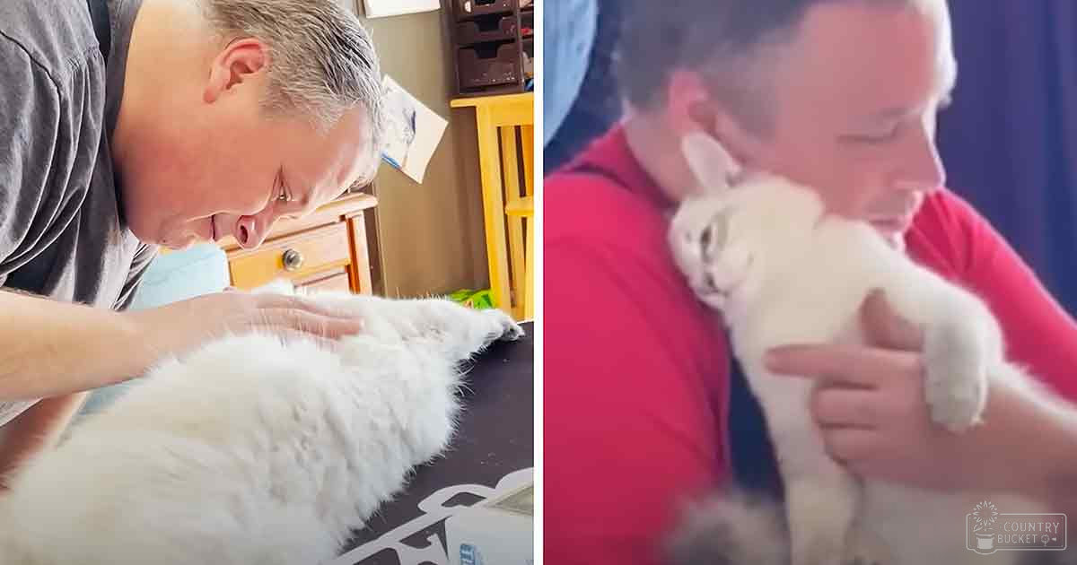 Middle-aged to older adult male interacts with two white Persian cats in a home setting, wearing casual clothing and a red shirt.
