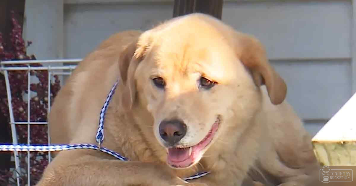 A golden retriever puppy with light brown fur stands outdoors in front of a house, partially obscuring white railing and decorative items. The setting appears to be daytime on an outdoor porch or deck area.